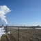 Cows in a farm near Fermi nuclear generation station