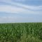Corn Field on Grafton Rd