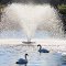 Swans on a Pond, Michigan Memorial Park Flat Rock, Michigan