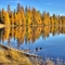 Autumn Tamarac On McCormick Lake