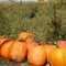 Stickley Farm Punkin' Patch