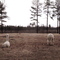 Ever so slightly misplaced Alpacas