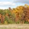 Fall trees