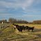 Herd of Cattle, Red House, Charlotte County, VA