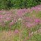 Roadside Wildflowers