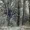 Olympic Rain Forest (infrared)