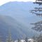The Olympic National Forest