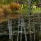 Reflected Trees