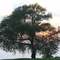 (0508) COTTAGE GROVE - Tree