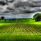 crops