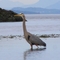 Blue heron in Mitchell Harbor