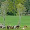 Alpaca Farm near Roche Harbor, San Juan Island, WA