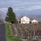 Grape Vineyard Near Prosser