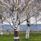 Grape Vineyard Near Prosser