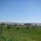 Cows in a field near Prosser