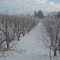 Cherry orchard covered in snow outside Benton City