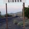Gibbon