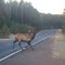 Elk near Clam Lake WI