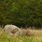 Glacial erratic boulder and goldfinches, Minneopa State Park, near Mankato, Minnesota