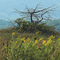 Tree -  Kasota Prairie