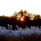 White Grass