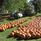 Autumn in Wyocena