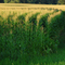 Miles of corn