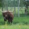 Texas Longhorn
