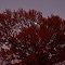 Sunset Full Moon Through An Autumn Sweet Gum