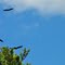 Eagles Soaring Over Pleasant Lake