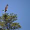 Bald Eagle on Pleasant Lake.