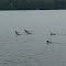 Pleasant Lake Loons!