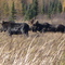 Moose near Big Falls MN