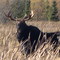 Bull Moose In The Wild (Near Big Falls MN).