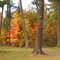 Autumn Splendor