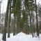 Tree alley