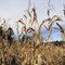 Lost in the Corn Maze