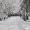 Winter wonderland