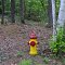 Where's the Fire? Hydrant in the Woods!