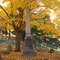 Fall in an Andover Cemetery