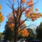 Fall in Andover
