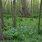 In the Wildflower Preserve