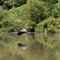 Blue Heron