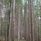 Cathedral of Trees, Raccoon Creek State Park, PA - Sep 2006
