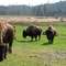 Bison along Beaver Valley Rd.