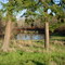 Pond in March