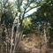 Emerald C Ranch