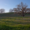 Pope Valley March 2008