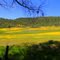 MIDDLETOWN MEADOW
