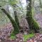 Mossy trunks, Robert Louis Stevenson State Park